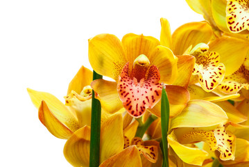 Obraz na płótnie Canvas orchid isolated on white background