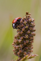 Ladybird