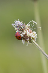 Ladybird