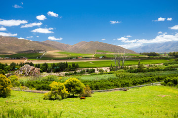 Fototapeta na wymiar winelands scenerii w Cape Town, Republika Południowej Afryki