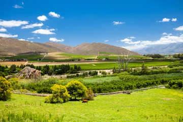 Tuinposter winelands scenery in Cape Town, South Africa © michaeljung