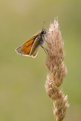 Small Skipper (Thymelicus sylvestris)