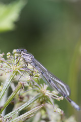 Damselfly