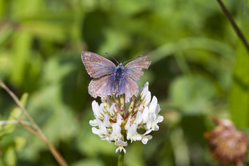 Common Blue Butterfly (Polyommatus icarus)