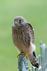 Turmfalke (Falco tinnunculus), Nahaufnahme