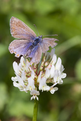Common Blue Butterfly (Polyommatus icarus)