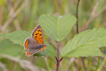 Small Copper butterfly (Lycaena phlaeas)