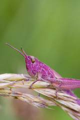 Pink Grasshopper