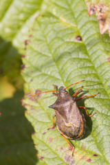 Shield bug