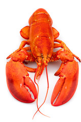 Lobster