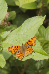 Comma (Polygonia c-album) Butterfly