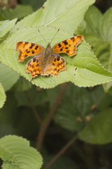 Comma (Polygonia c-album) Butterfly