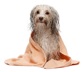Wet chocolate havanese dog after bath
