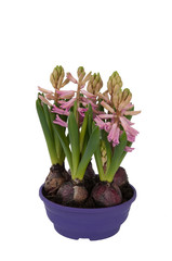 Bloom Hyacinthus bulbous in a pot (front view)
