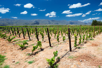 Fototapeta na wymiar vineyard in Cape Town, South Africa