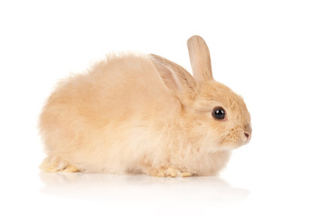 Cute rabbit