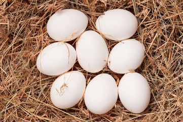 Eggs in nest