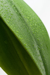 Large green leaves with water drops