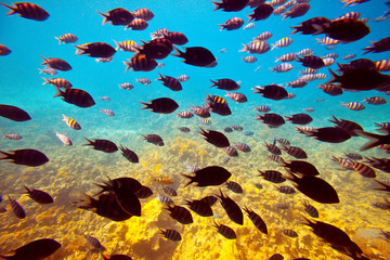 tropical fishes in Red sea