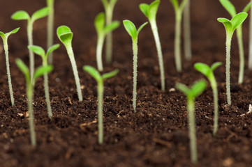Green seedling