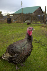 Turkey Male with Female