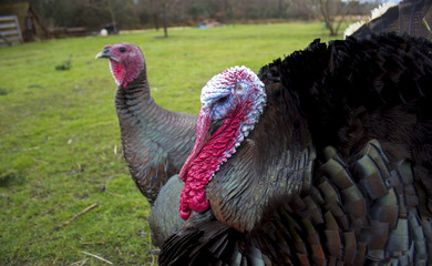 Turkey Male with Female