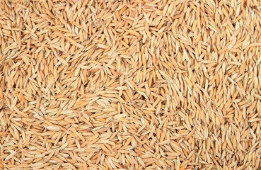 Brown rice background texture .