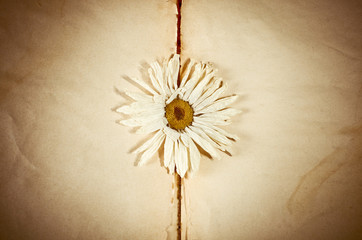 Dry flowers on book's sheets