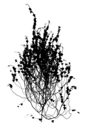 ivy crawl wall silhouette outline