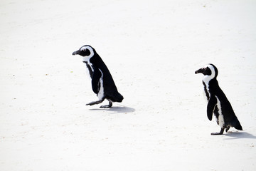 african penguins on beach