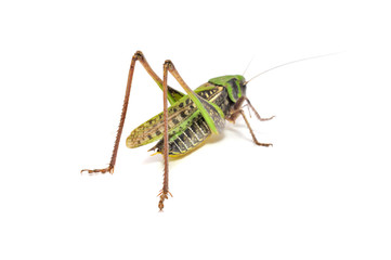 Grasshopper Isolated on White Background