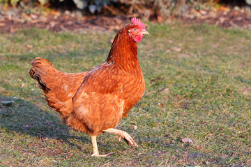 Chicken in bio farm