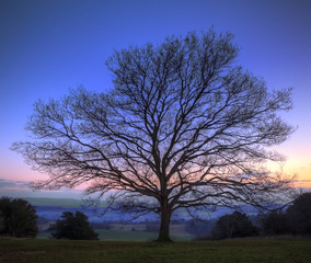 Fototapeta na wymiar Single bare Winter tree against vibrant sunset
