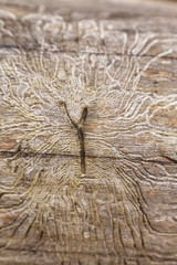 Larvengänge des Borkenkäfers (Scolytinae)