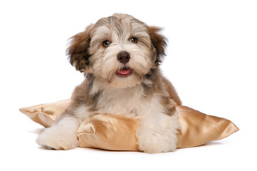 Cute chocolate Havanese puppy dog