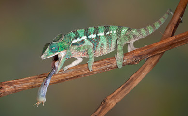 Chameleon tongue on cricket
