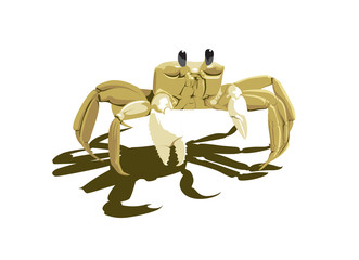 crab stands on a white background