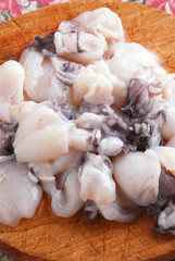 Sepia officinalis - 4