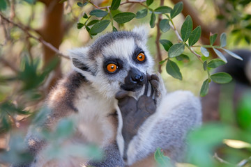 Ring-tailed lemur (Lemur catta)