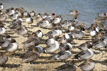 Fototapeta premium 鴨