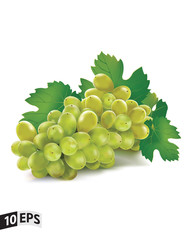 Grape. Vector. Mesh