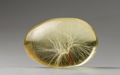 dandelion in amber