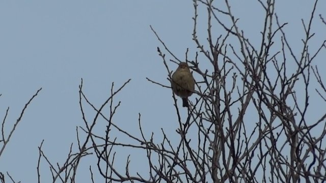 passero