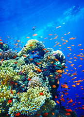 Group of coral fish  water.