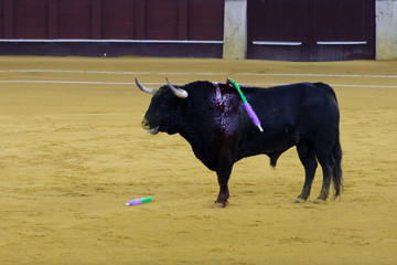 bull