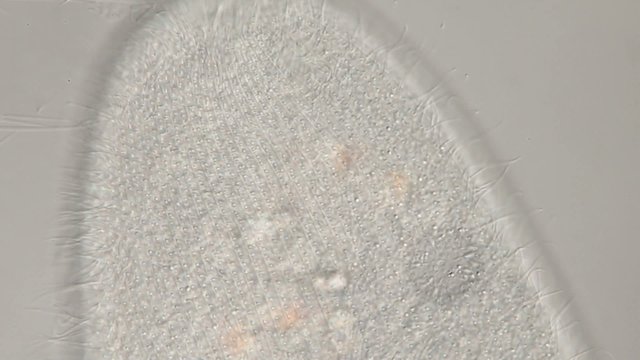 Paramecium kontraktile Vakuole u. Cilienbewegungen
