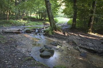 Fototapeta na wymiar forest creek