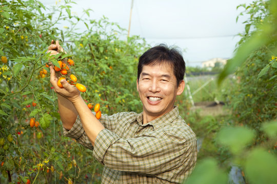 Middle Age Asian Farmer Holding Tomato On His Farm