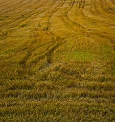 Field after harvest