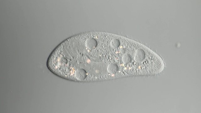 Paramecium caudatum kontraktile Vakuole Cilienbewegung